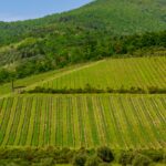 Fattoria Casalbosco Pistoia - il vigneto