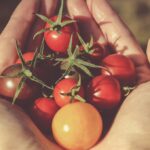 Nasce il pomodoro dorato, functional food prodotto in Sicilia in modo sostenibile e ingrediente base...