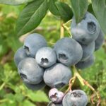 Coltivazione del mirtillo in vaso: frutti e sapori unici nel tuo giardino !